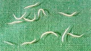 消化器・くちばし科