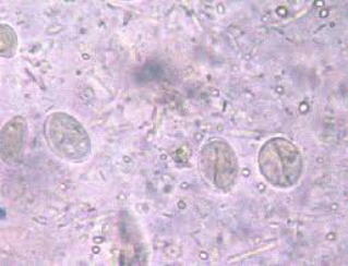 消化器・くちばし科