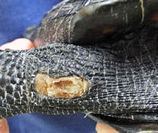 細菌性皮膚炎・真菌性皮膚炎