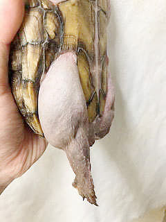 腎不全　著しい浮腫