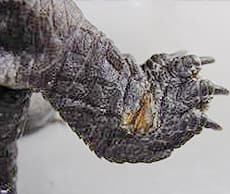 細菌性皮膚炎・真菌性皮膚炎