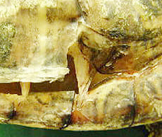 代謝性骨疾患（低カルシウム血症）