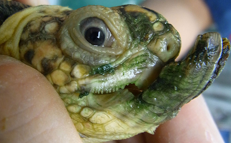 嘴（くちばし）