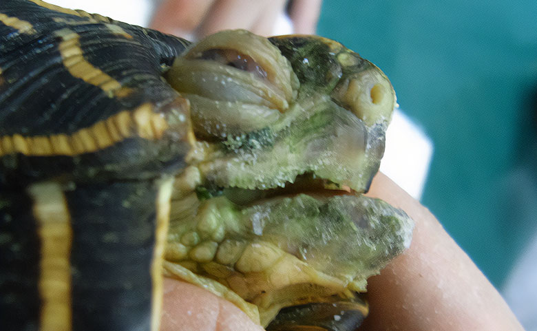 嘴（くちばし）