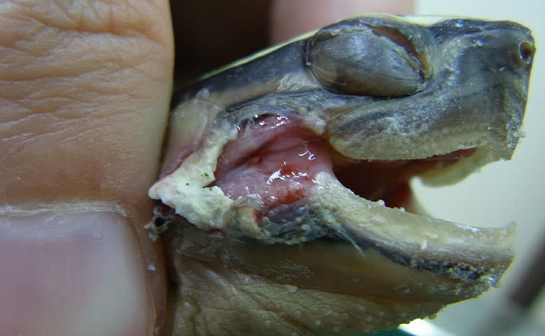 口内炎・口角炎