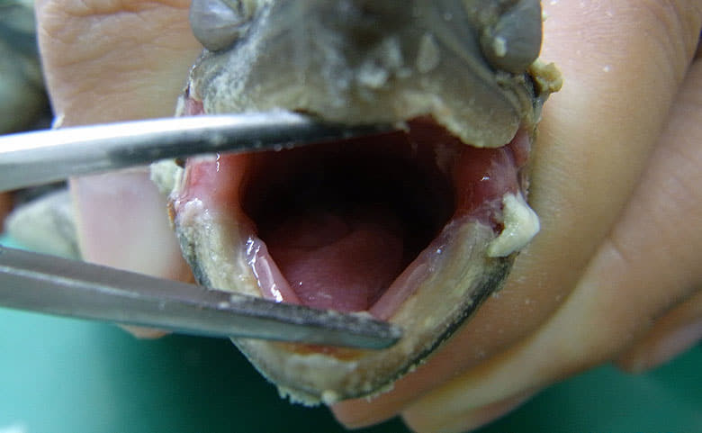 口内炎・口角炎