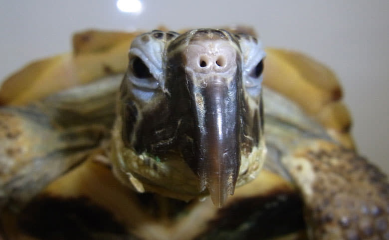 嘴（くちばし）