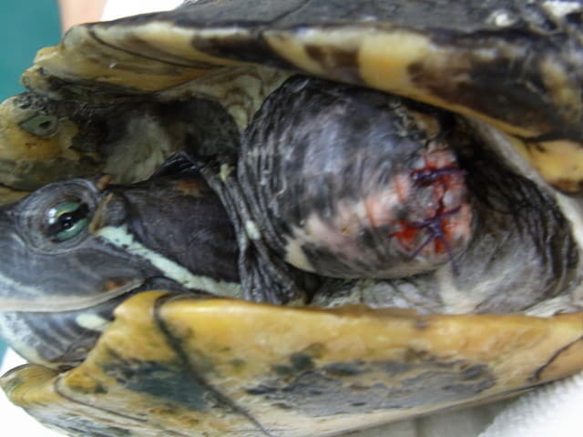 咬傷（野生動物）