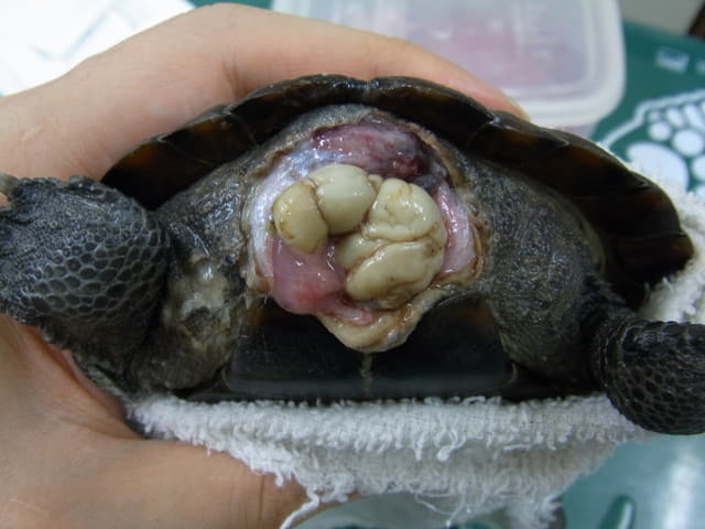 咬傷（同居カメ）