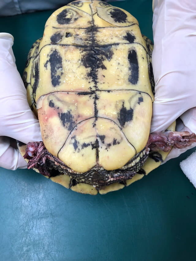 咬傷（野生動物）