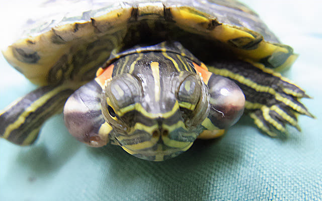 呼吸器・耳鼻科