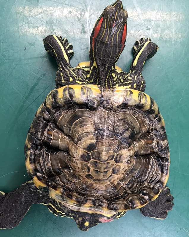 甲羅の奇形・変形