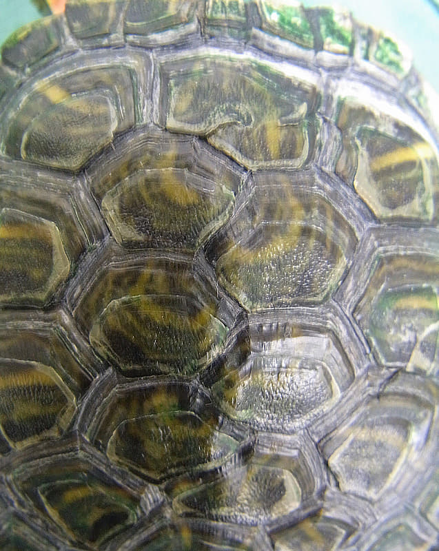 甲羅の奇形・変形